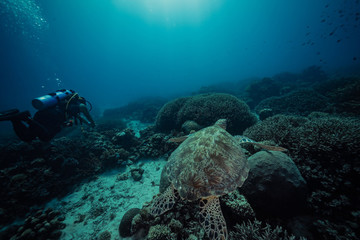 海龜