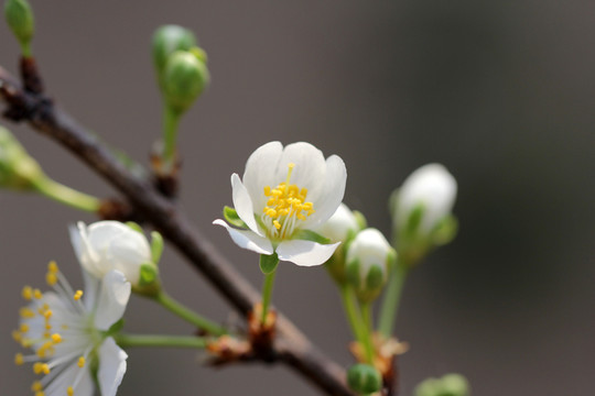 梨花