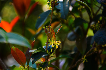 桂花