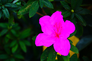 杜鵑花