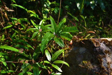 綠葉植物陽光