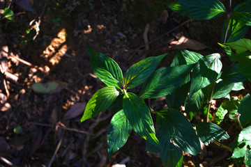 綠葉植物陽光