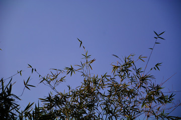 竹枝藍(lán)天