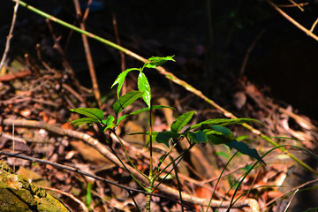 綠葉陽(yáng)光