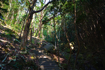 山林小路風(fēng)景