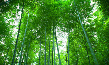 竹林