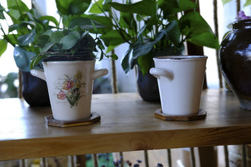 盆栽植物
