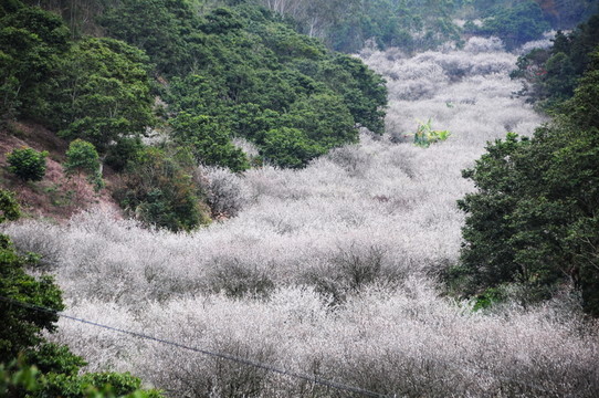 山野梅蹤