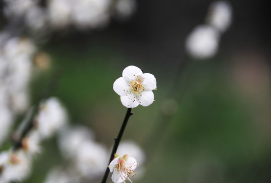 梅