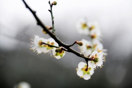 梅