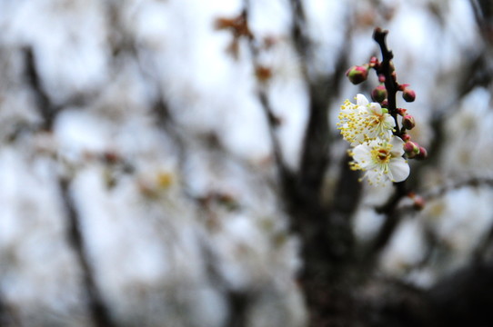 梅