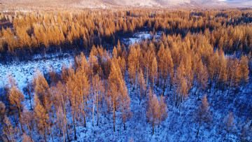 林海雪原松林景觀(guān)