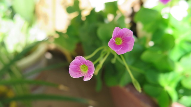 紅花酢漿草
