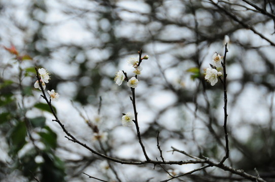 梅