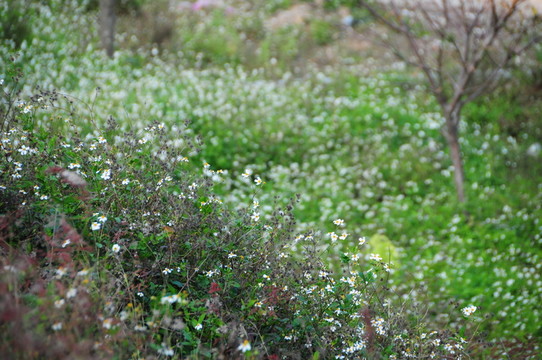 山野的白花鬼針草