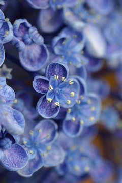 紫色的花