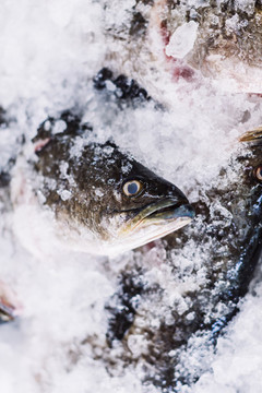 冷凍海鮮魚(yú)