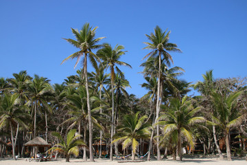 東郊椰林