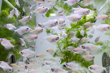 觀賞金魚