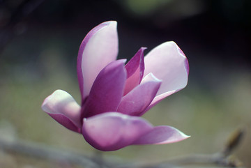 白黃紅紫玉蘭花樹(shù)苗