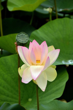 荷花