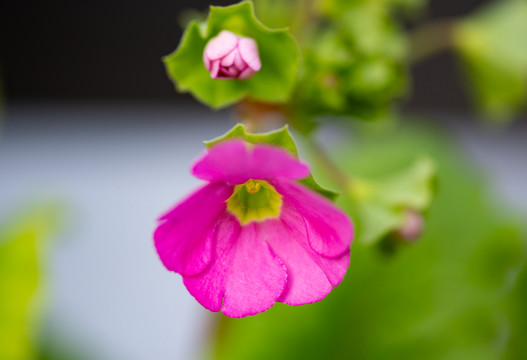 報春花花朵花卉