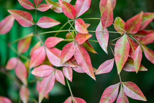 紅葉