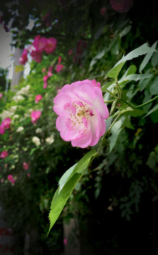 薔薇花開春暖花開綠植