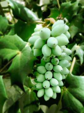 觀賞植物園林綠化植物構骨樹果子