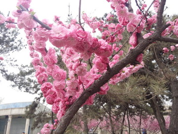 盛開