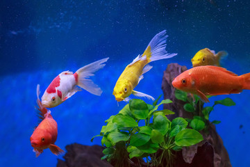 金魚