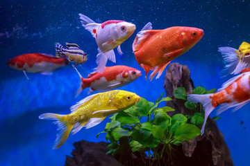 金魚