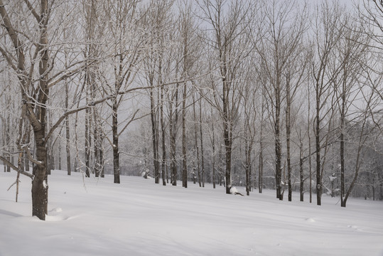 牡丹江林海雪原