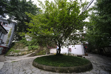 大榕樹