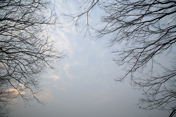 樹枝天空背景素材