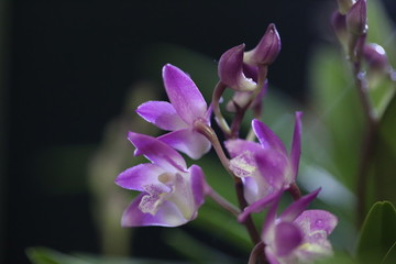 石斛花開