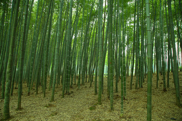 竹林