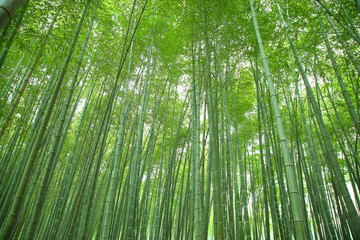 竹林