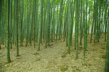 竹林
