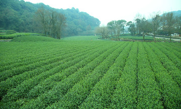茶葉種植園