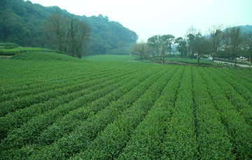 茶葉種植園
