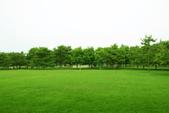 草地綠樹