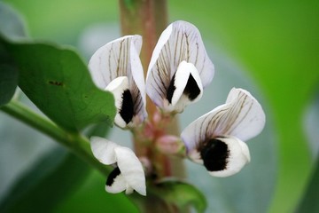 胡豆開花
