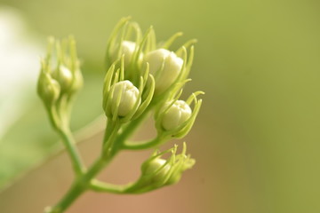 花蕾