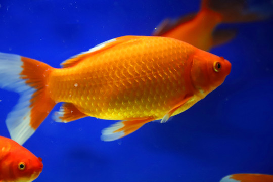 水中的金魚