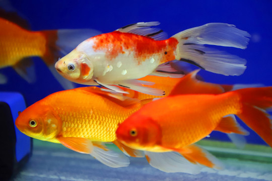 水中的金魚(yú)