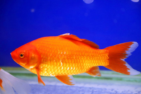 水中的金魚(yú)
