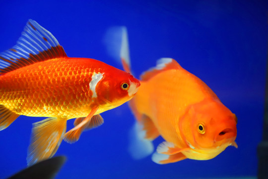 水中的金魚
