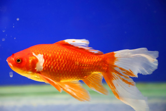 水中的金魚