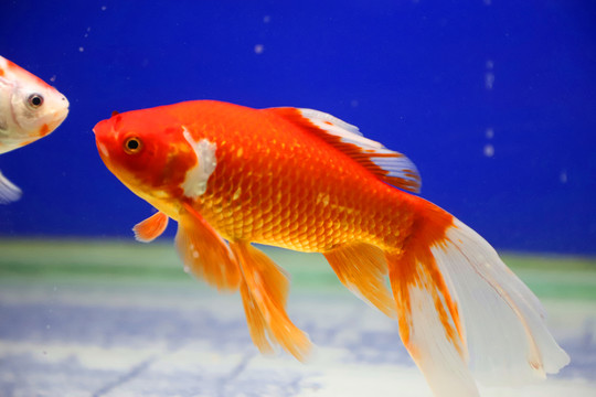 水中的金魚